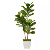 Nearly Natural UV-Resistant Fiddle Leaf Silk Tree, 5.5'